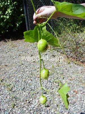 wild cucumber, western