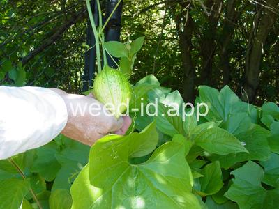 wild cucumber, western