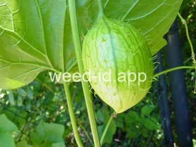 wild cucumber, western