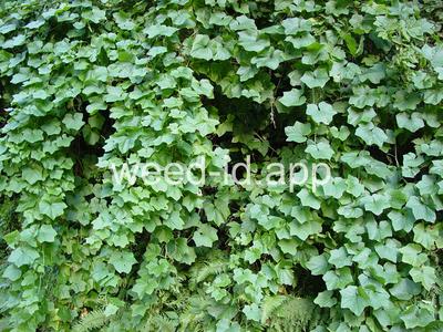 wild cucumber, western