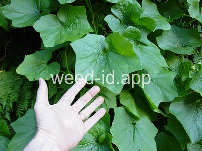 wild cucumber, western