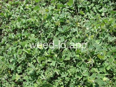 Marsilea vestita