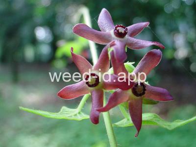 Matelea floridana