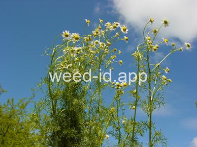chamomile, wild