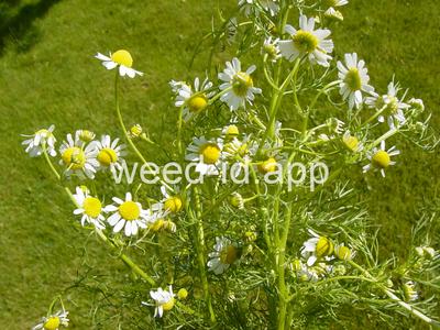 chamomile, wild