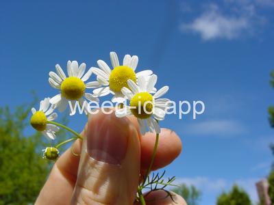 chamomile, wild