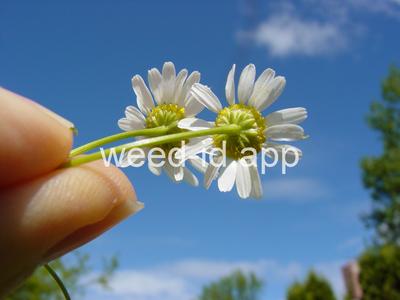 chamomile, wild