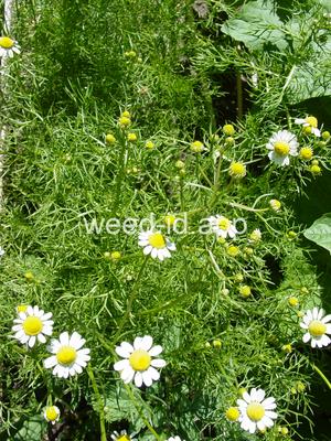 chamomile, wild