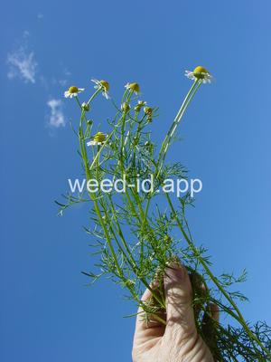 chamomile, wild