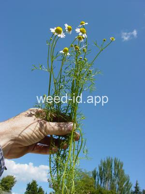 chamomile, wild