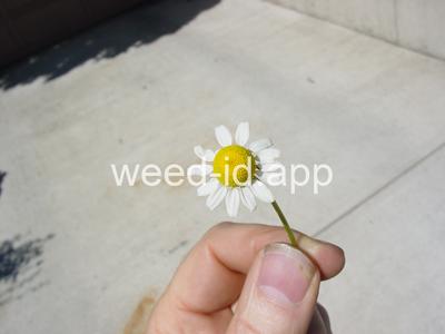 chamomile, wild