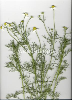 chamomile, wild