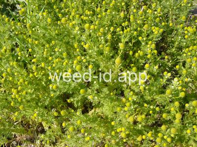 pineapple-weed