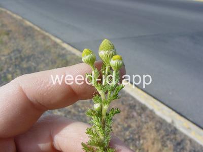 pineapple-weed