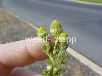 pineapple-weed