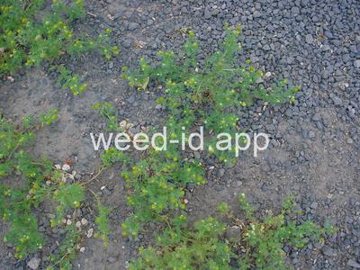pineapple-weed