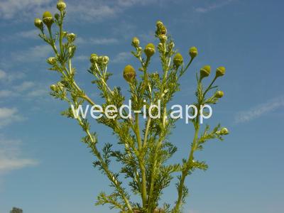 pineapple-weed