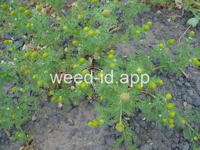 pineapple-weed