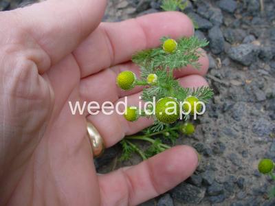 pineapple-weed