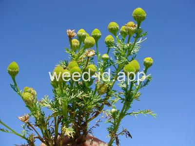 pineapple-weed