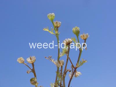 pineapple-weed