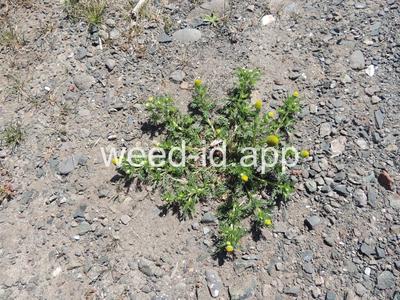 pineapple-weed