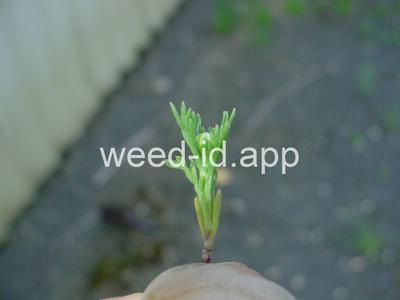 pineapple-weed