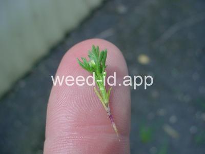 pineapple-weed