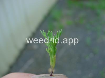 pineapple-weed