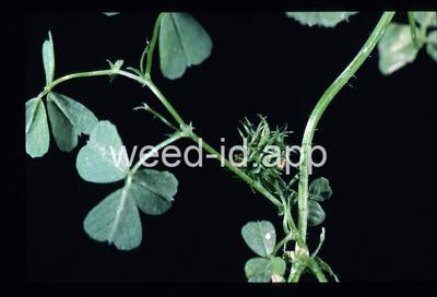 Medicago arabica