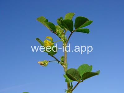 burclover, California