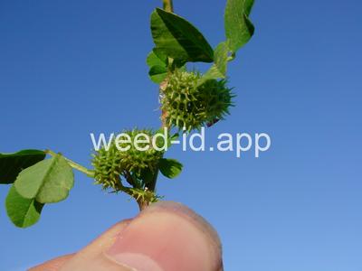 burclover, California