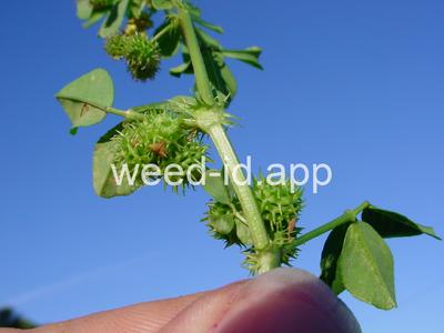 burclover, California