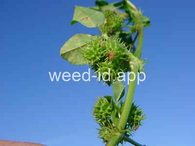 burclover, California