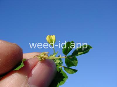 burclover, California