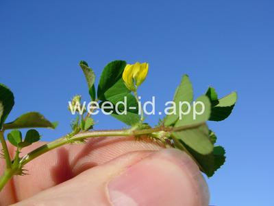 burclover, California