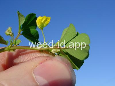 burclover, California