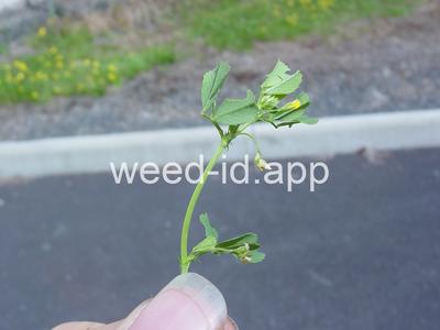 burclover, California