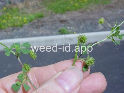 burclover, California