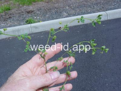 burclover, California