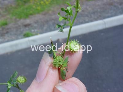 burclover, California