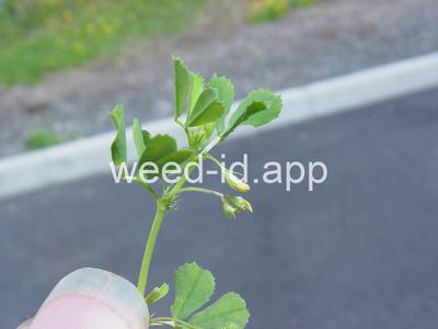 burclover, California