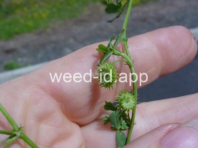 burclover, California