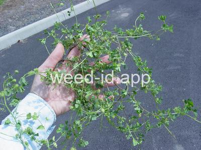 burclover, California