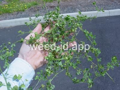 burclover, California