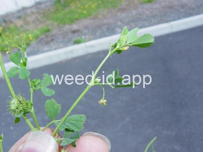 burclover, California