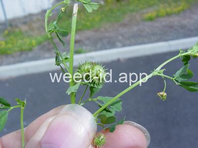 burclover, California