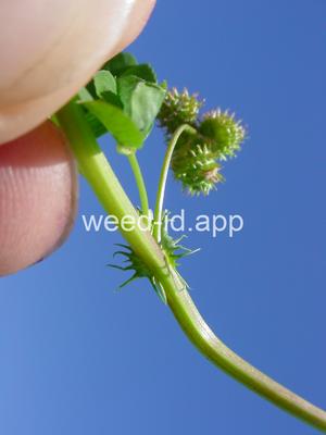 burclover, California