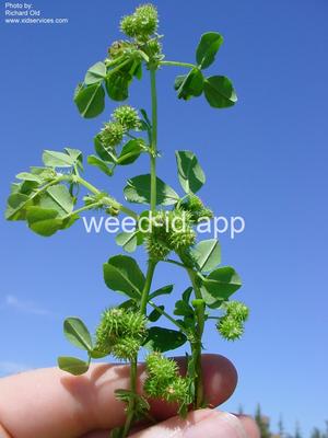 burclover, California