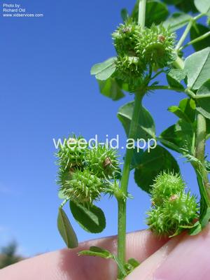 burclover, California